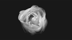 White Rose