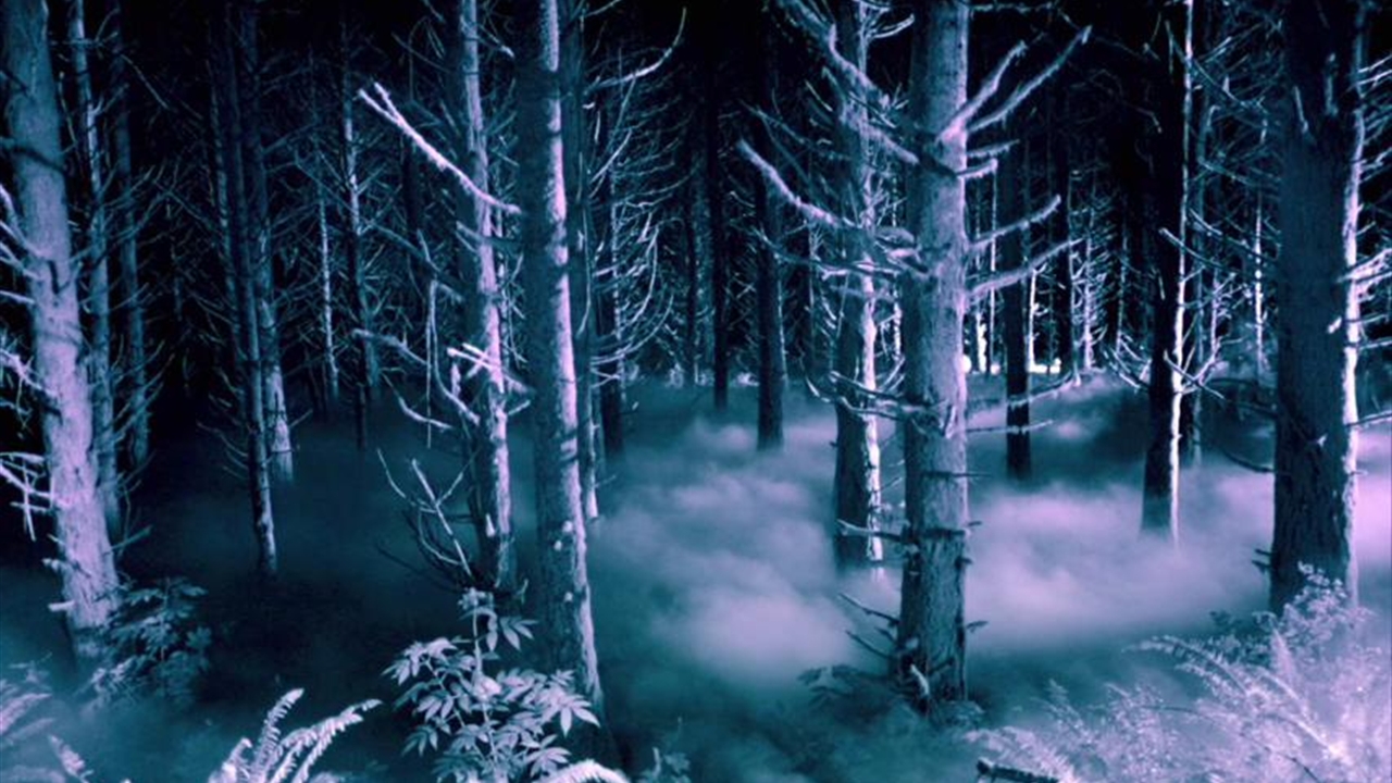 The Woods